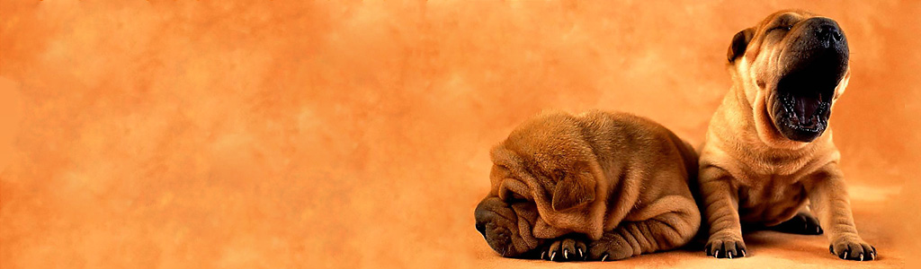 Deals Dog Food Store -Deals Dog Food Store 434ER3