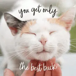 Applaws Natural Cat Jelly Chicken & Beef 70g Pouches (pack Of 16) -Deals Dog Food Store applaws chicken beef jelly70g3 77973.1687173700