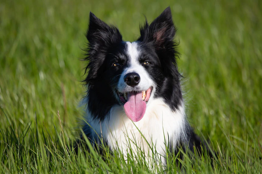 Deals Dog Food Store -Deals Dog Food Store 7c3fcd8375709868e6577df7769af974